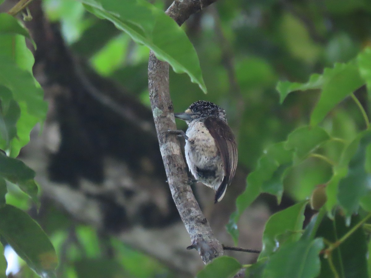 White-bellied Piculet (White-bellied) - ML608823250