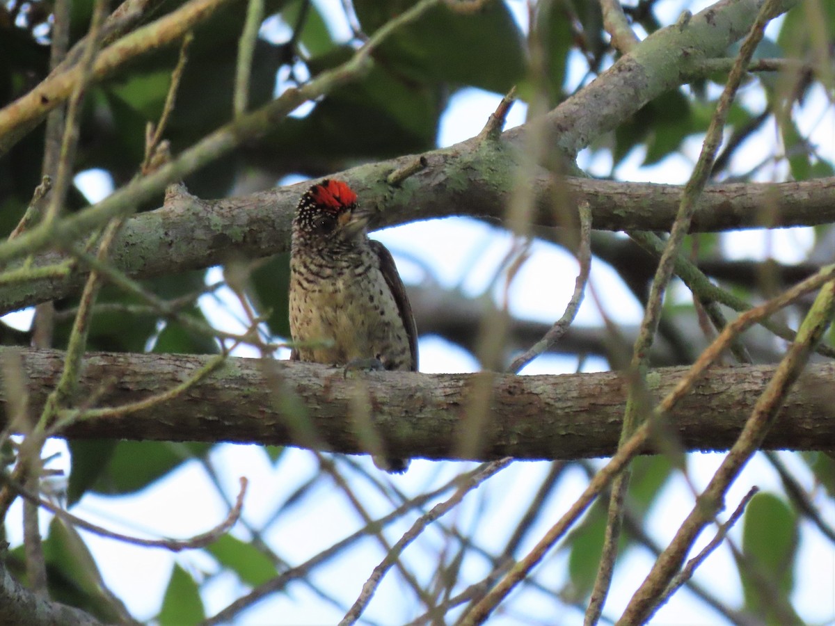White-bellied Piculet (White-bellied) - ML608823261