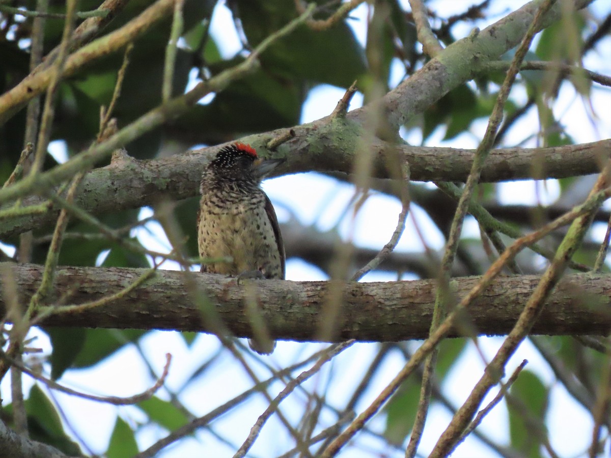 White-bellied Piculet (White-bellied) - ML608823262