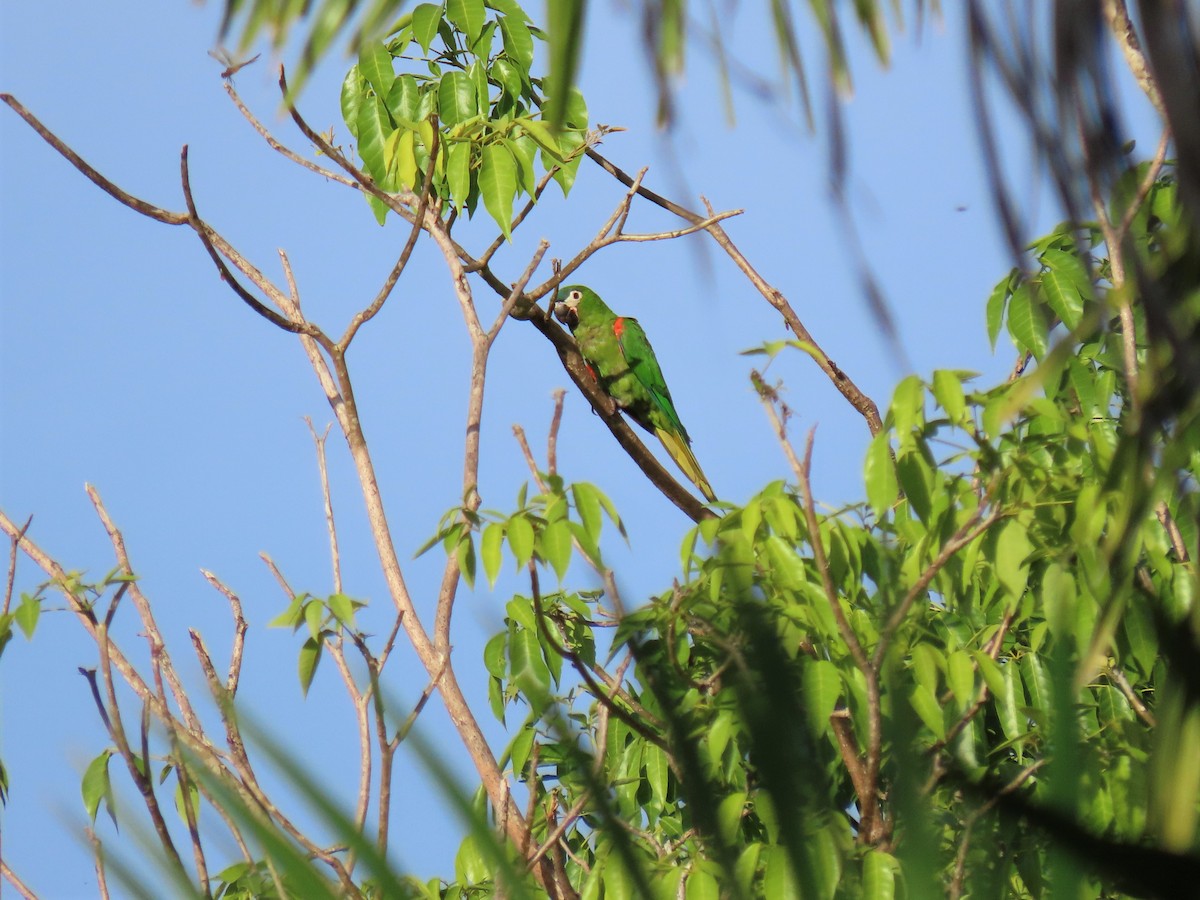Red-shouldered Macaw (Northern) - ML608823280