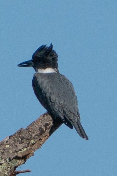 Belted Kingfisher - Keith Lea
