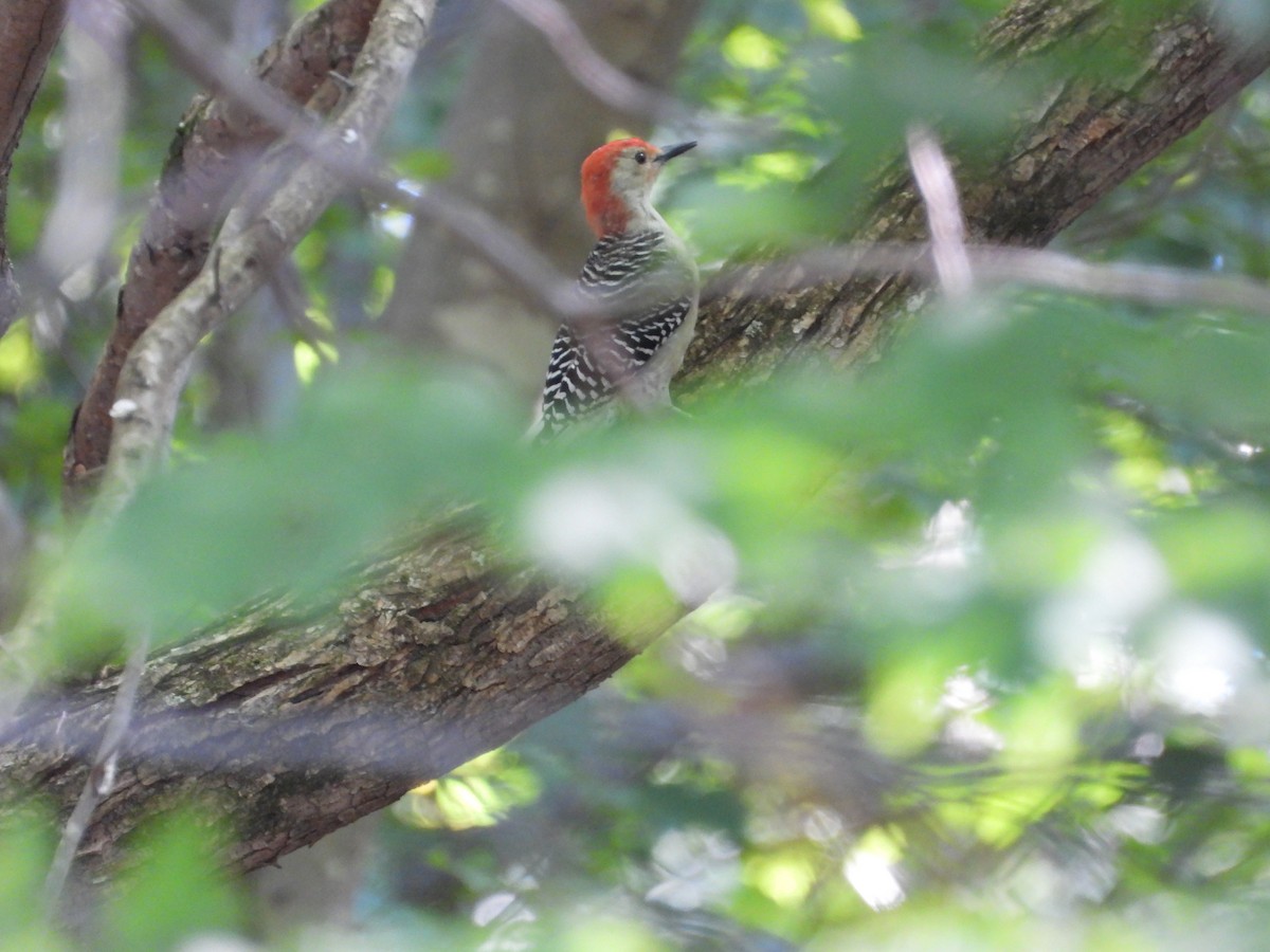 Red-bellied Woodpecker - William Woody