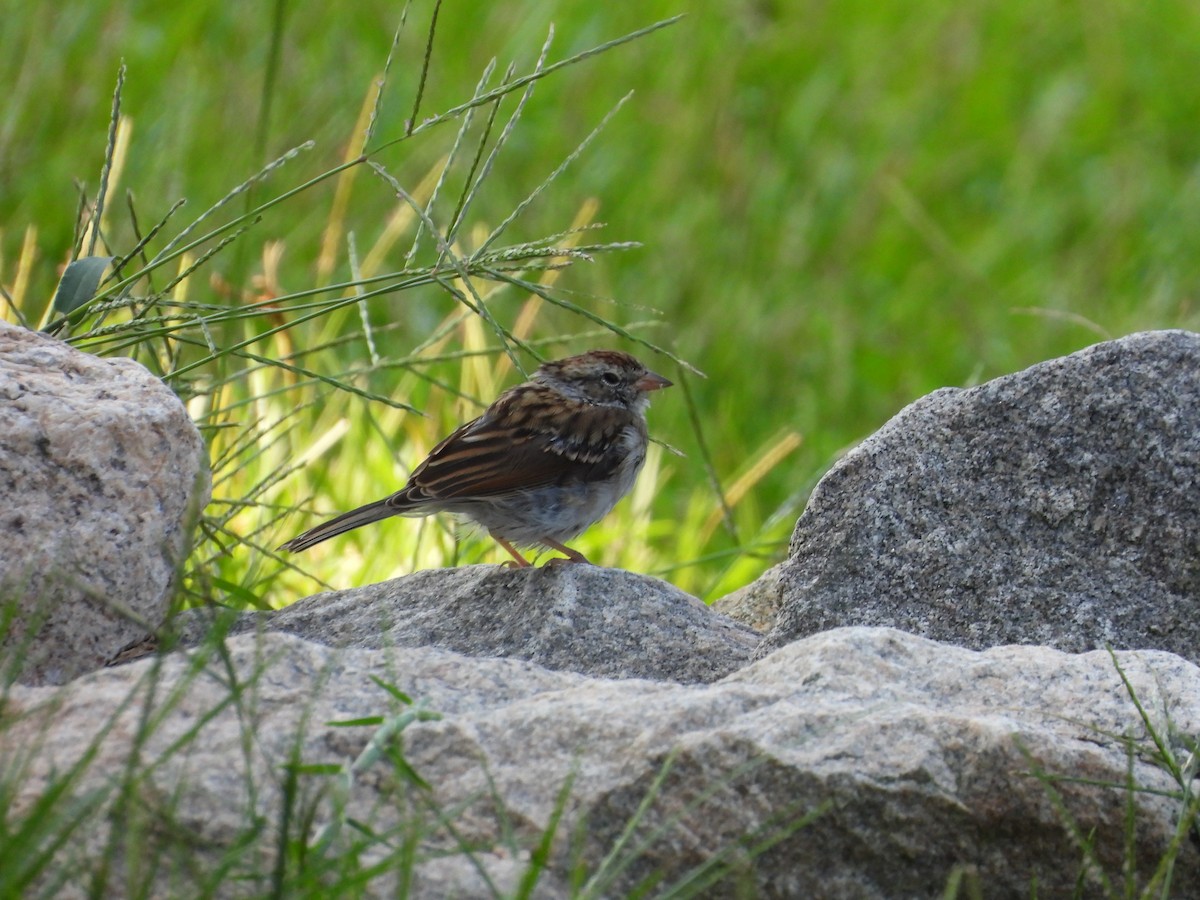 Chipping Sparrow - ML608824516