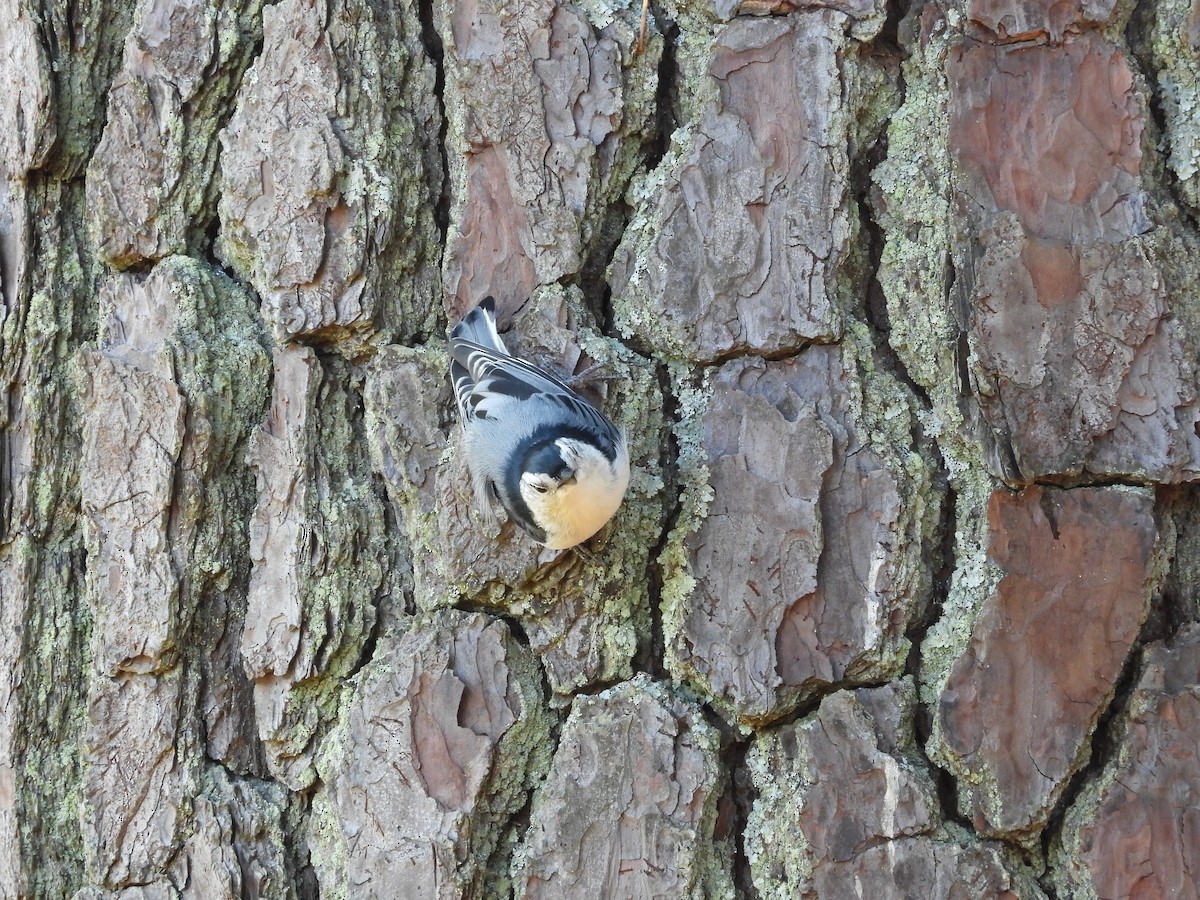 White-breasted Nuthatch - ML608824550