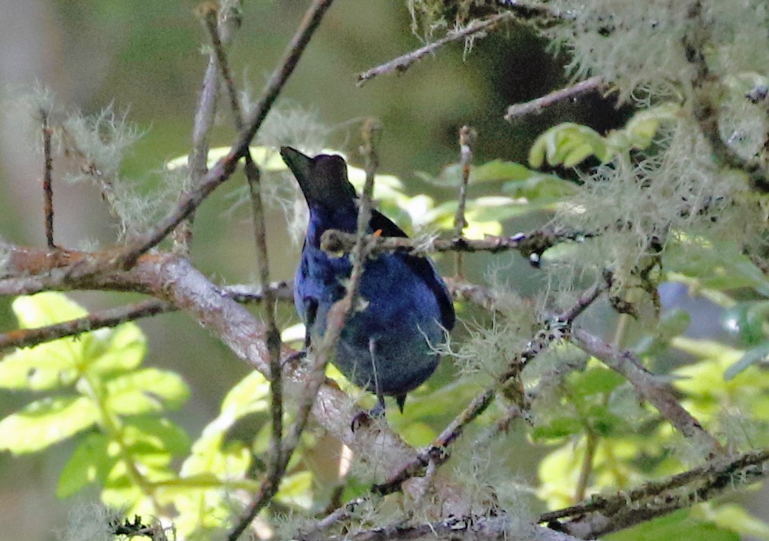 Blue-and-black Tanager (Blue-and-black) - ML608824668