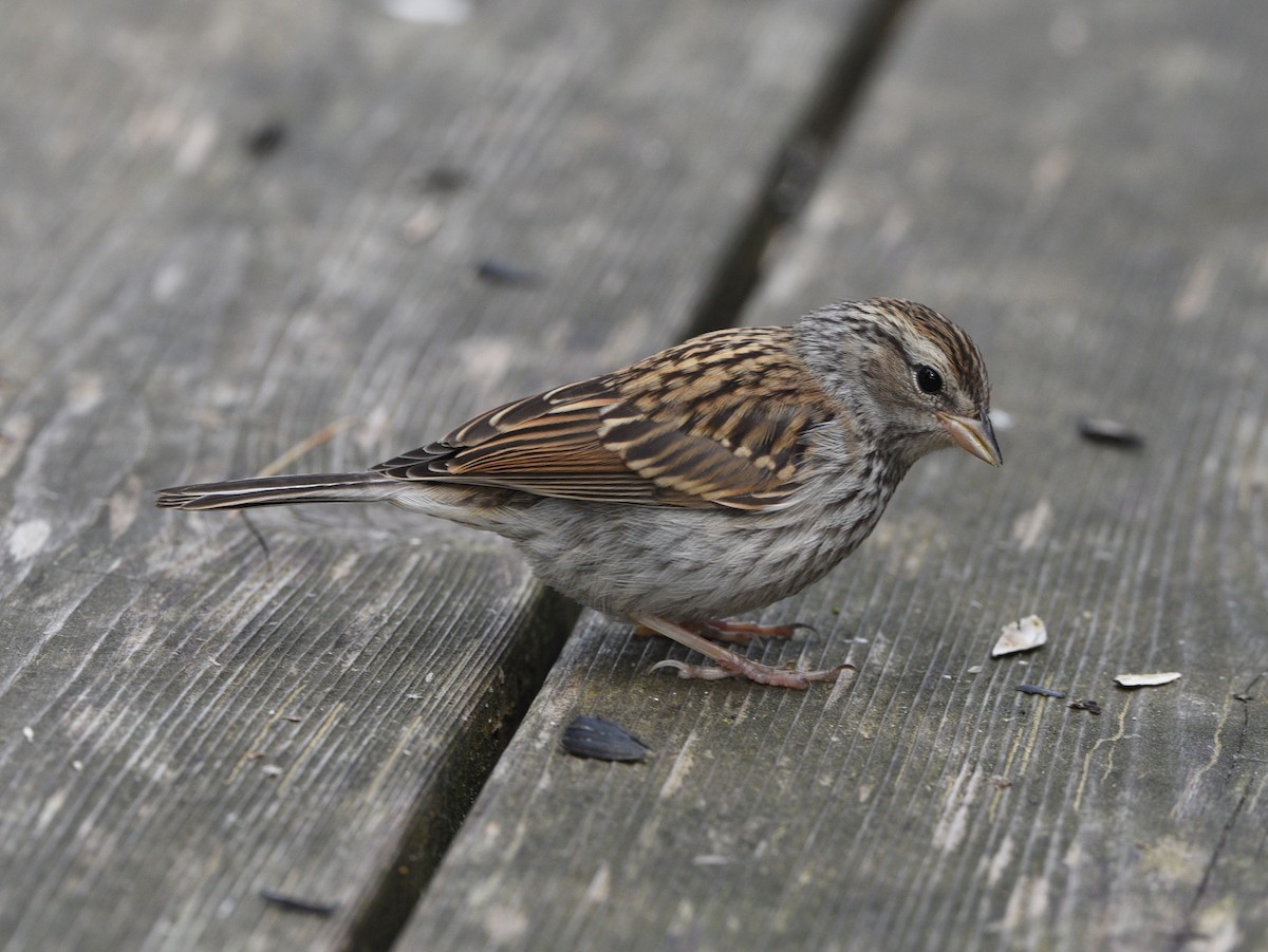 Chipping Sparrow - ML608825522