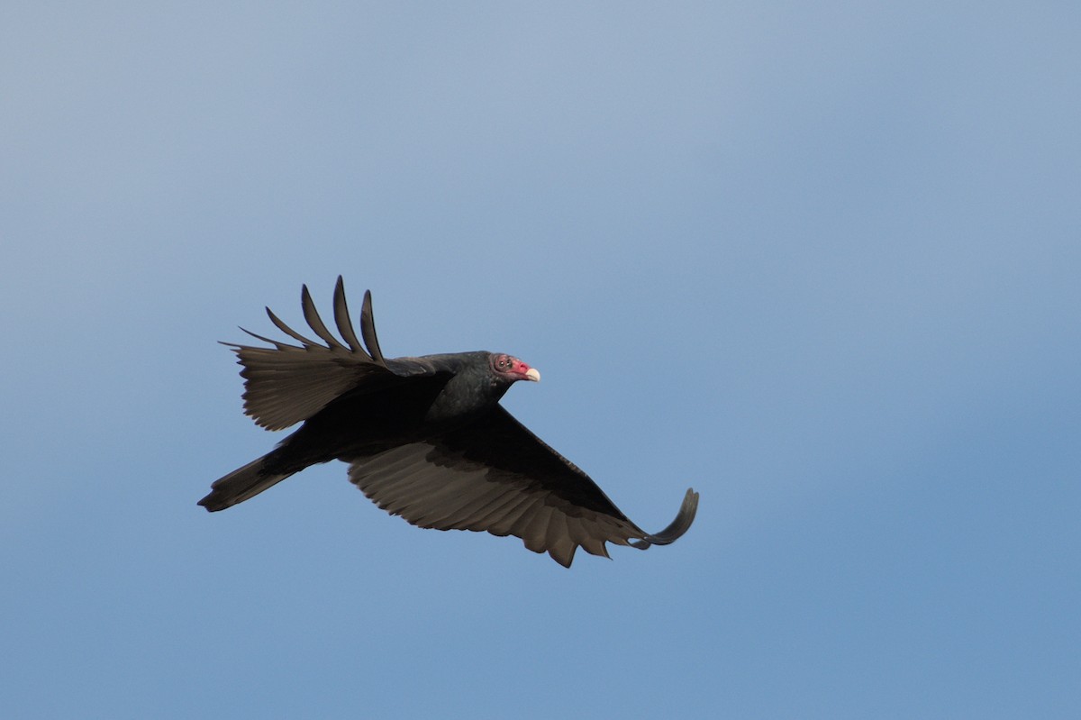 Turkey Vulture - ML608826643