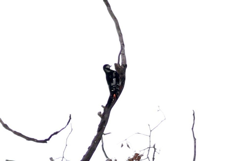 Great Spotted Woodpecker - ML608827121