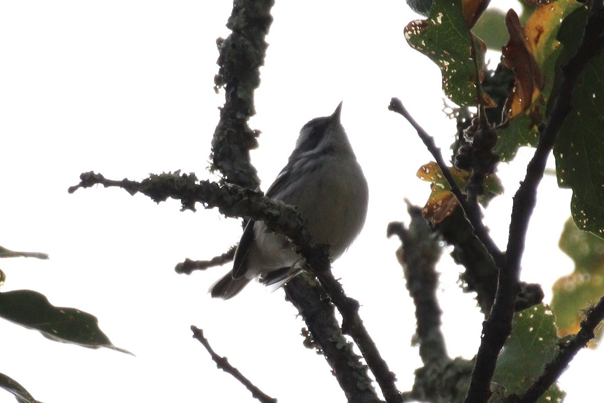 Black-throated Gray Warbler - ML608827159