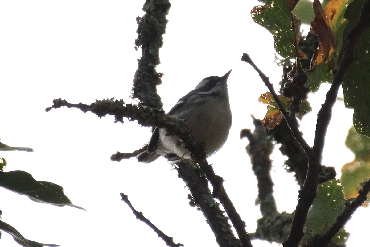Black-throated Gray Warbler - ML608827160