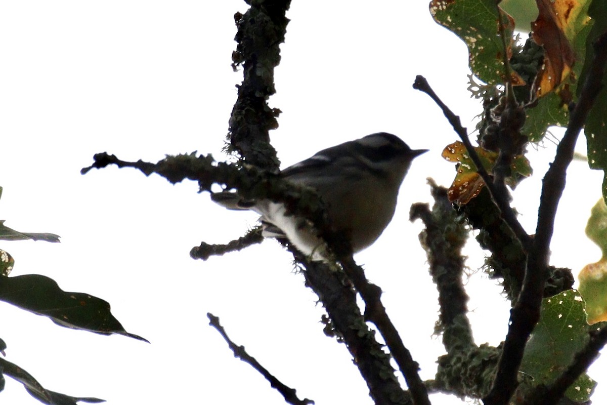 Black-throated Gray Warbler - ML608827161