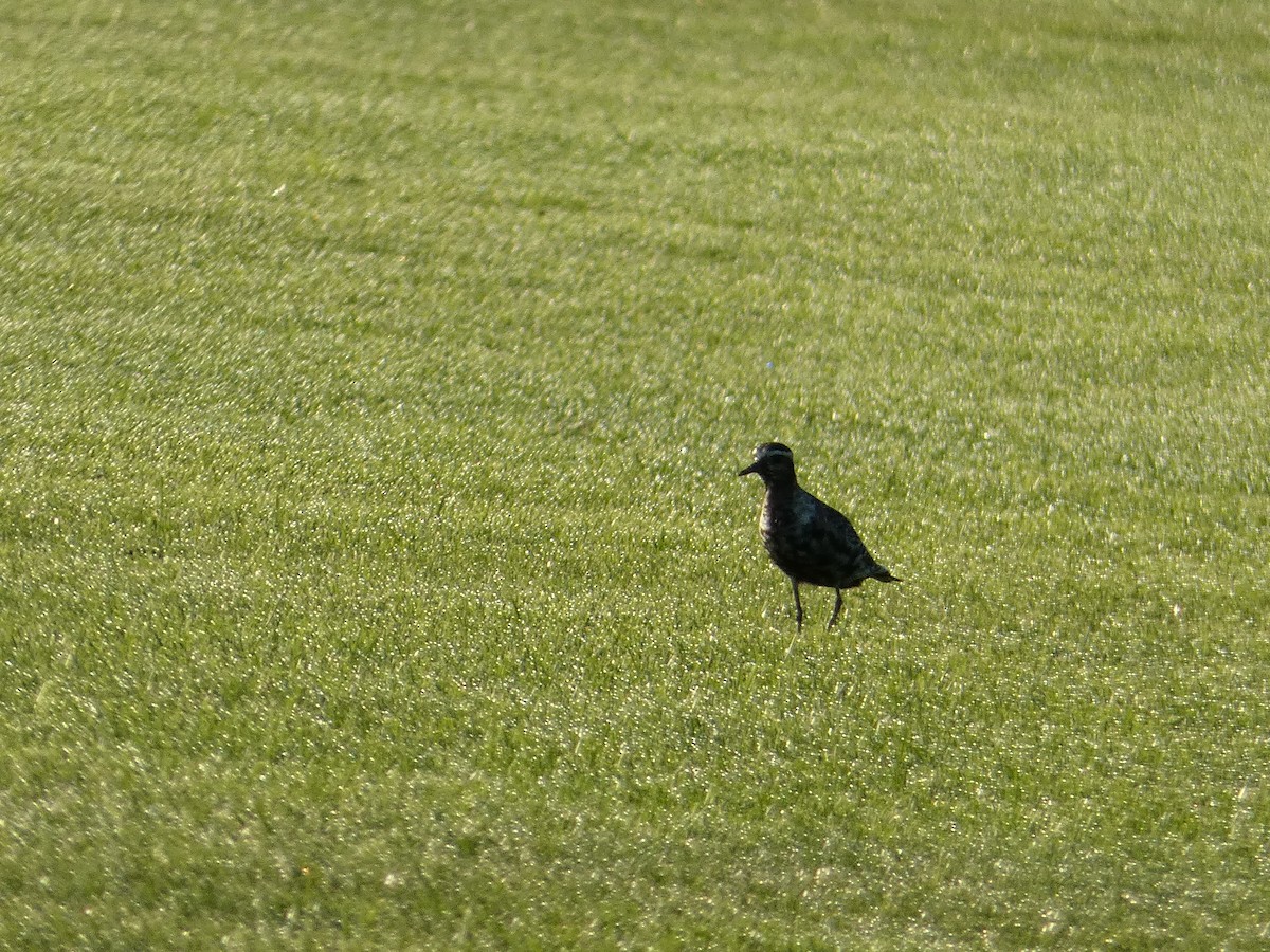 eBird Checklist 14 Sep 2023 Polo Grounds Toughkenamon 7 species