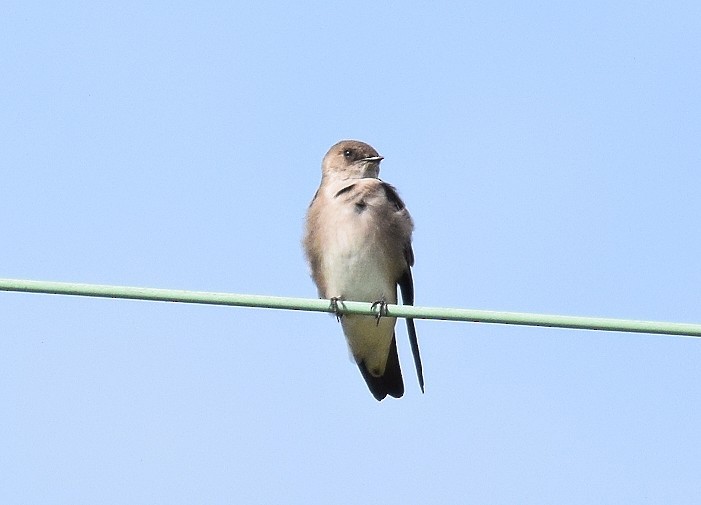 Northern Rough-winged Swallow - ML608827649