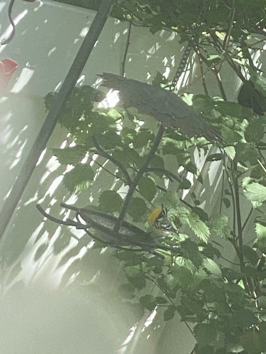 Yellow-throated Warbler - ML608828065