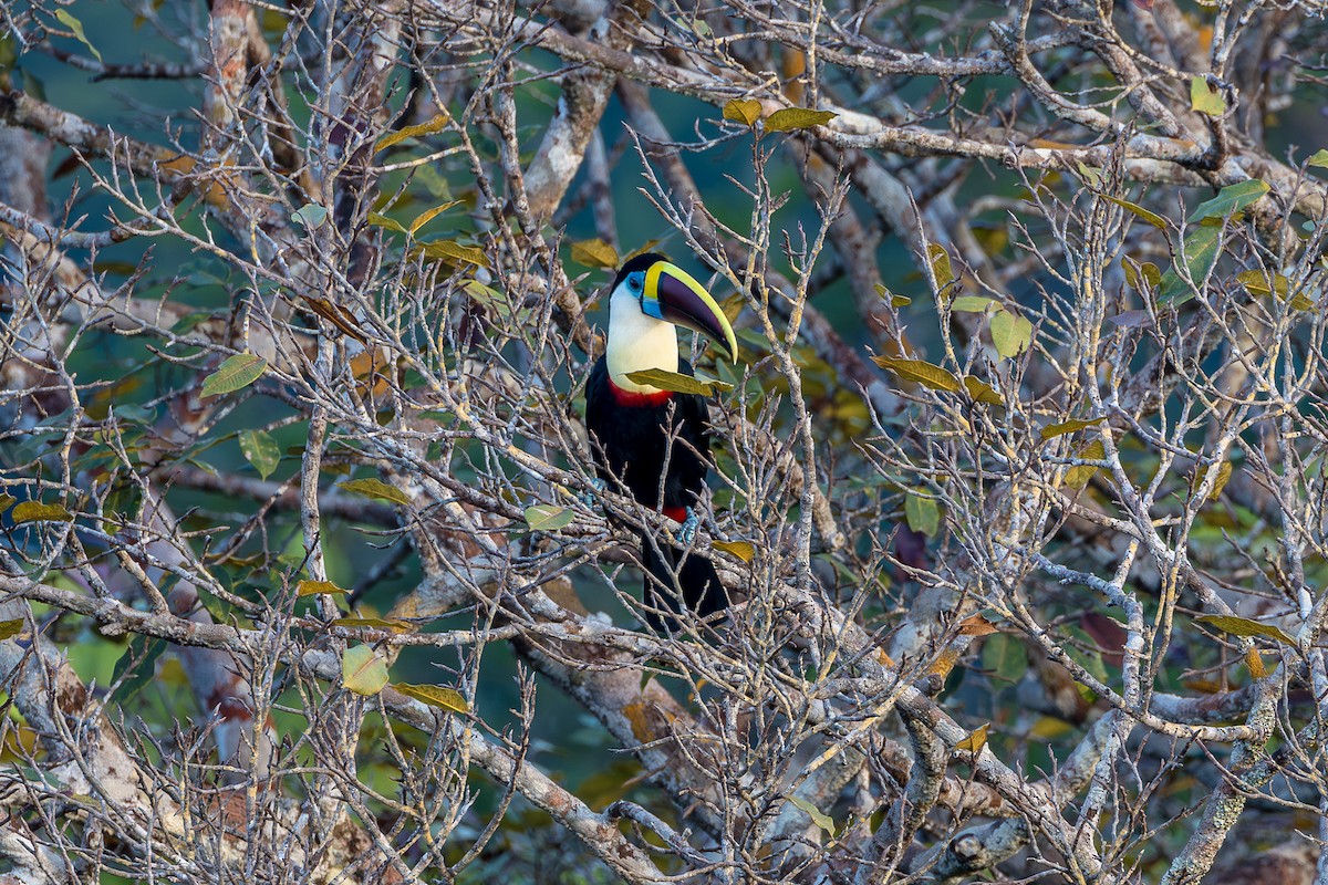 White-throated Toucan (Red-billed) - ML608828700