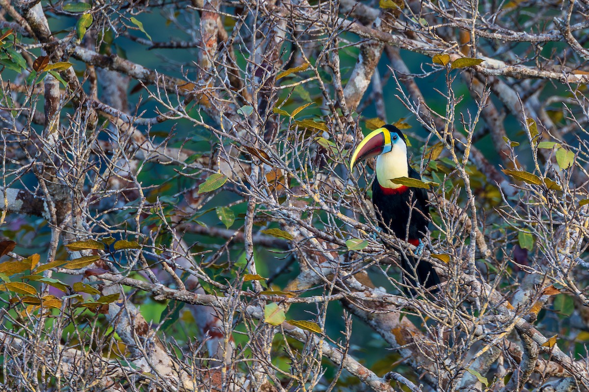 White-throated Toucan (Red-billed) - ML608828701