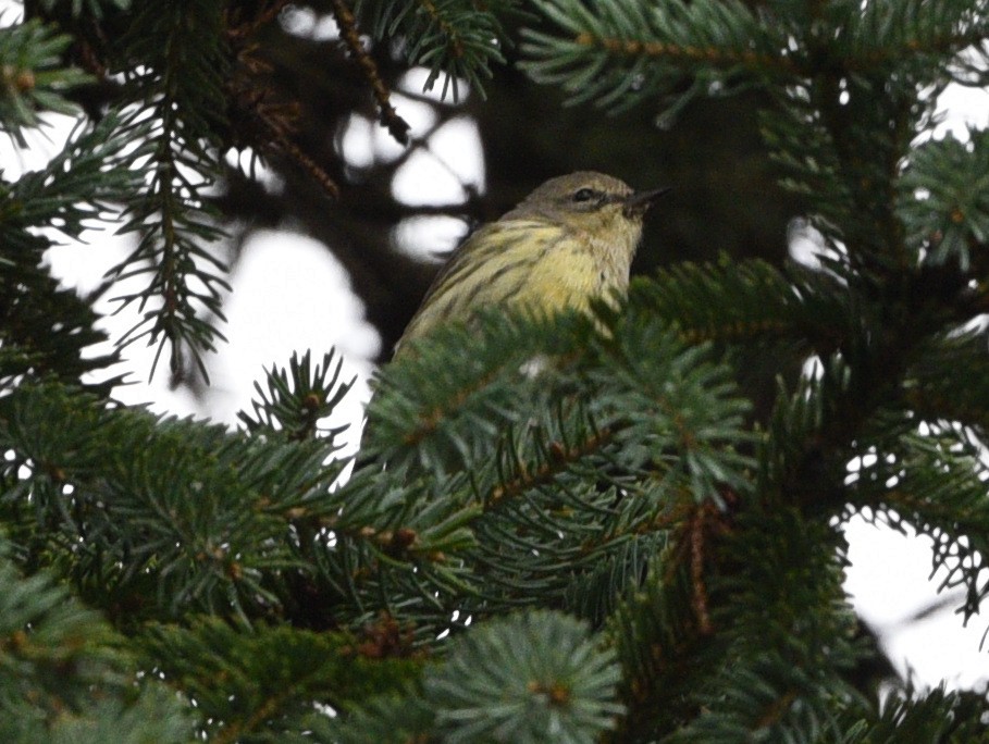 Cape May Warbler - ML608828758