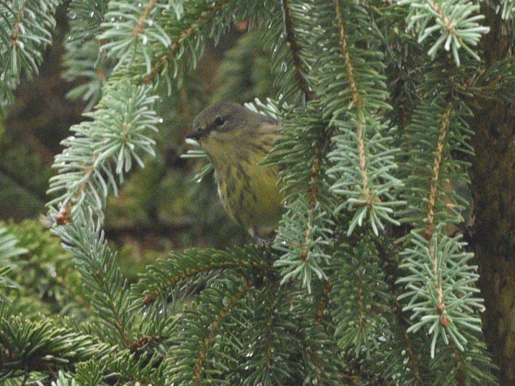 Cape May Warbler - ML608828760