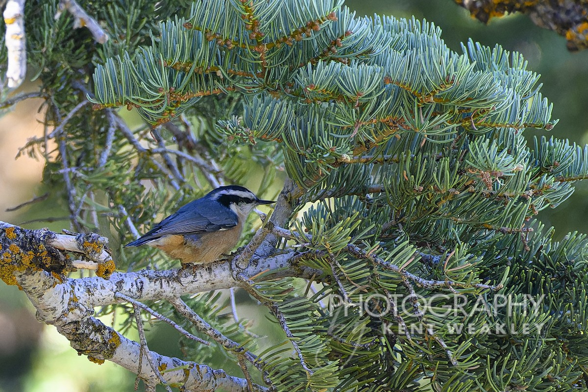 Red-breasted Nuthatch - ML608828945