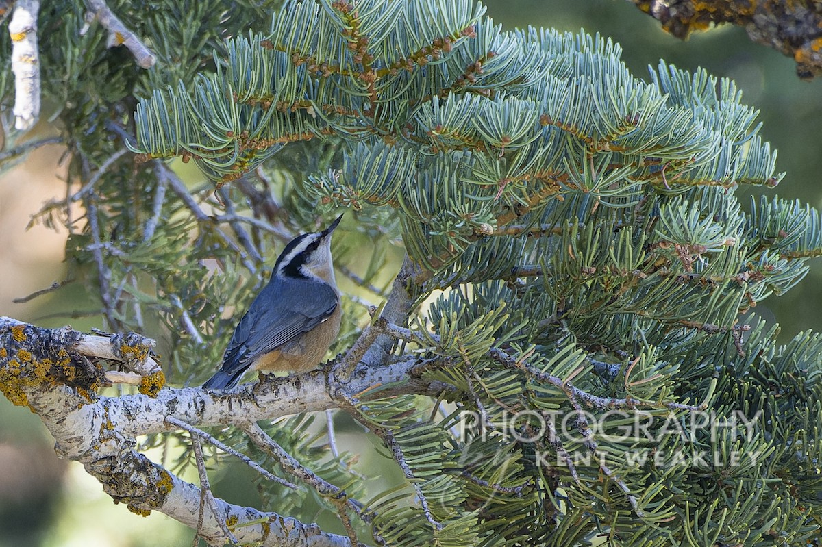 Red-breasted Nuthatch - ML608828946