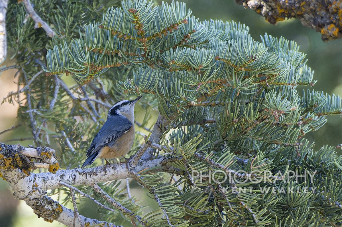 Red-breasted Nuthatch - ML608828948