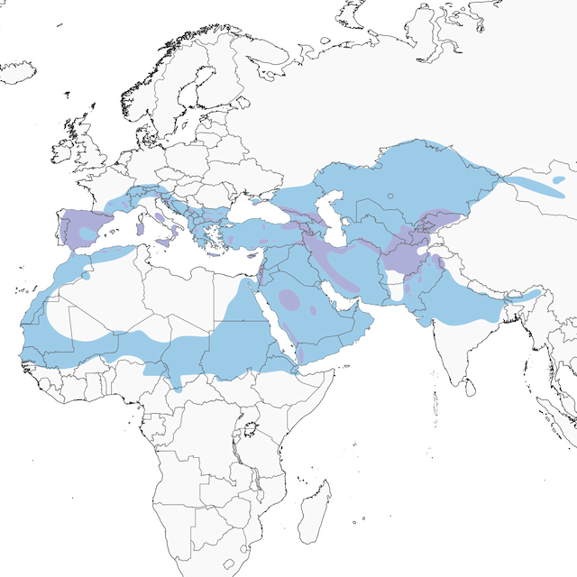 Distribution of the Eurasian Griffon - Eurasian Griffon - 