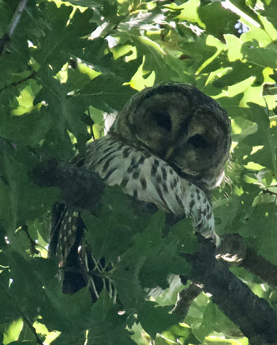 Barred Owl - ML608829270