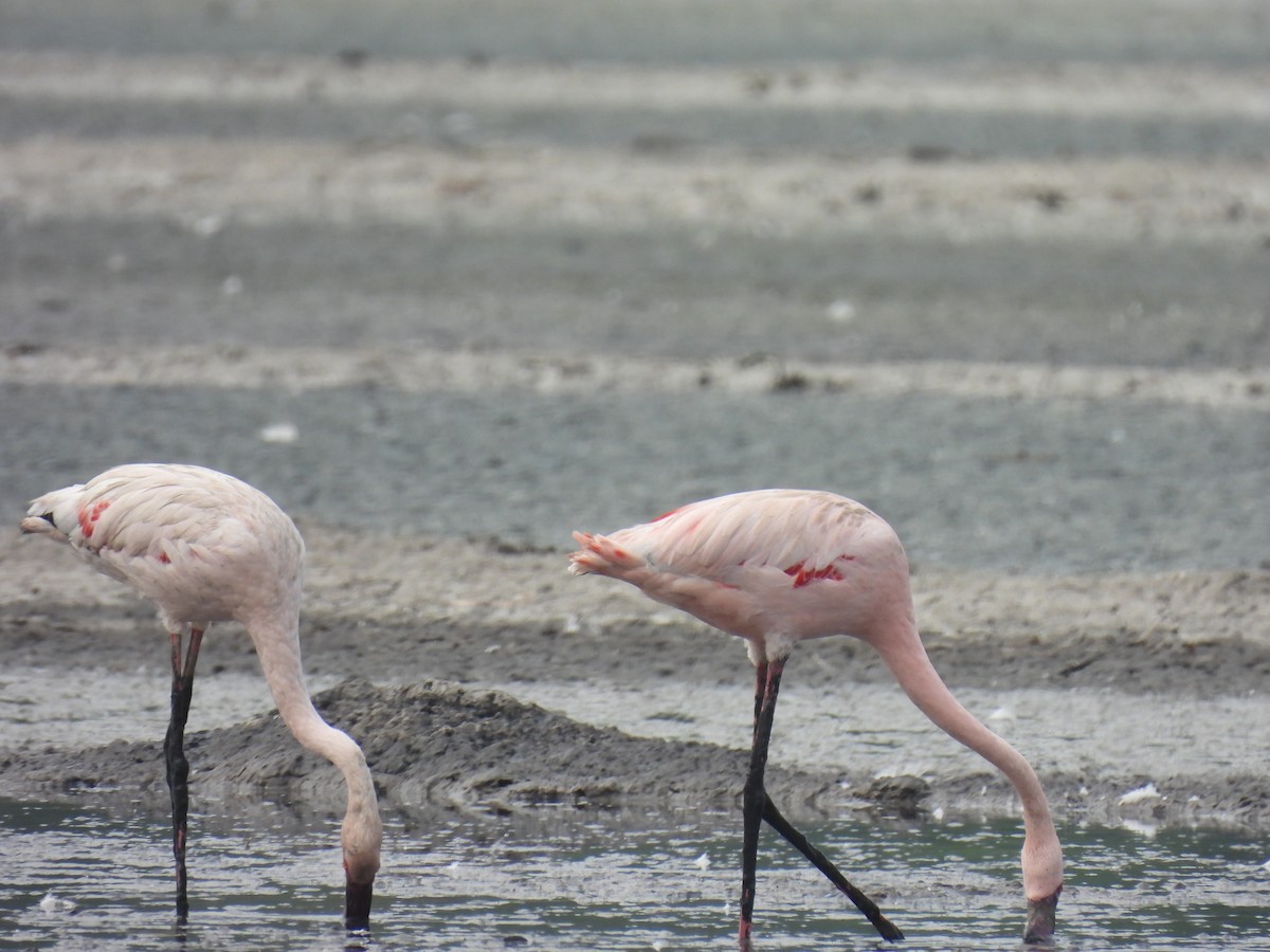Lesser Flamingo - ML608829790