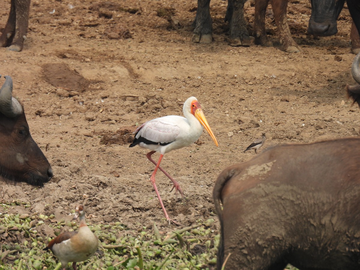 Tantale ibis - ML608830006