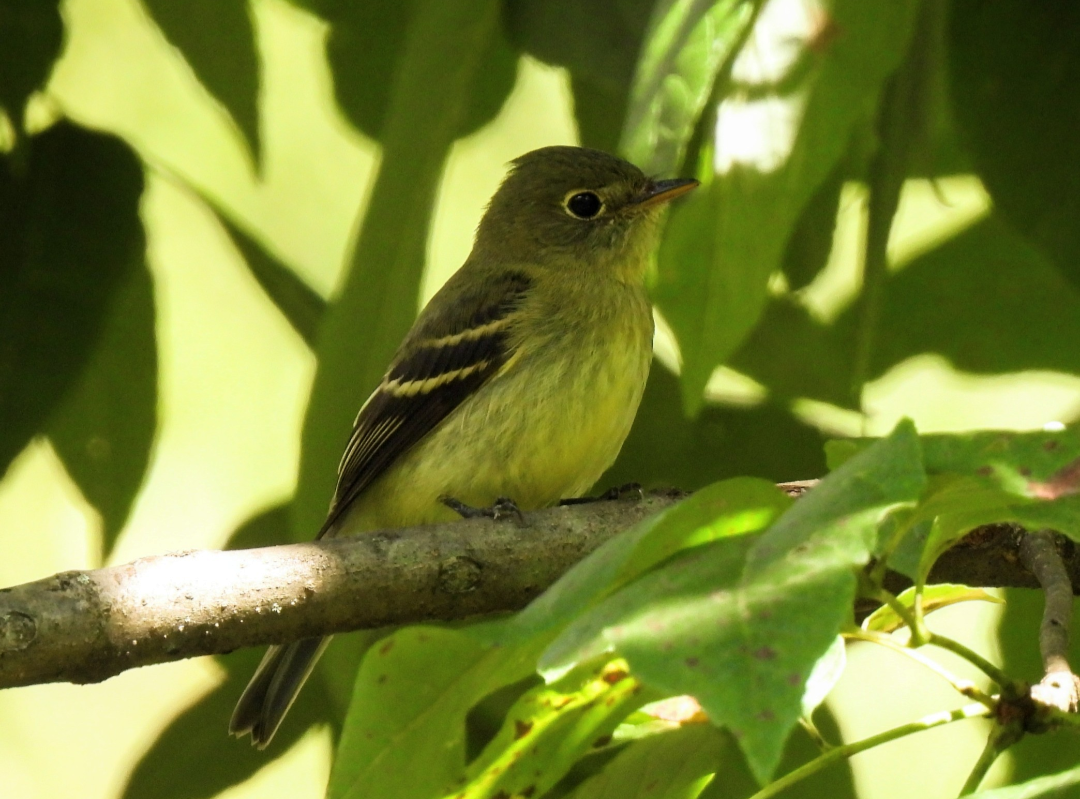 Yellow-bellied Flycatcher - Maggie Griffith
