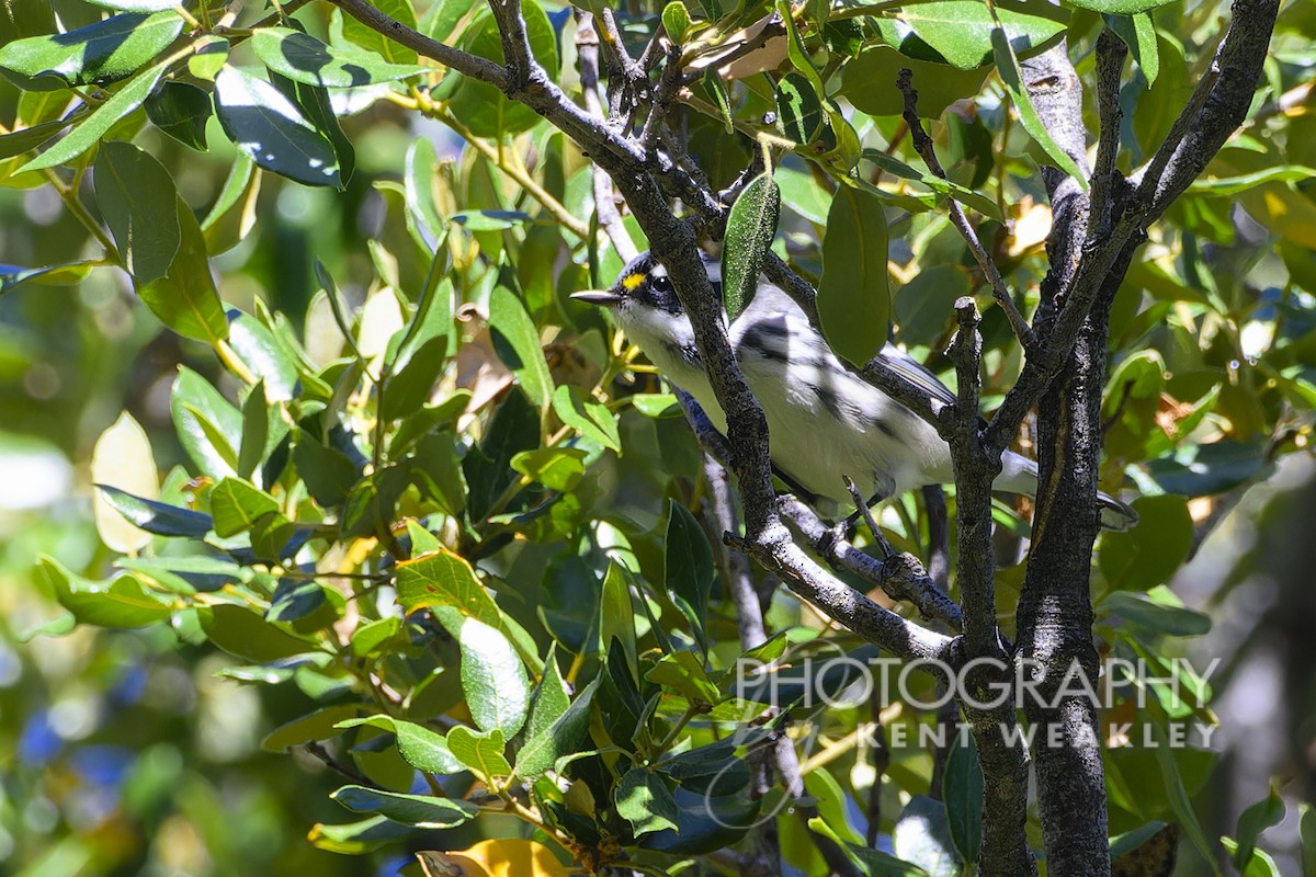 Black-throated Gray Warbler - ML608830301