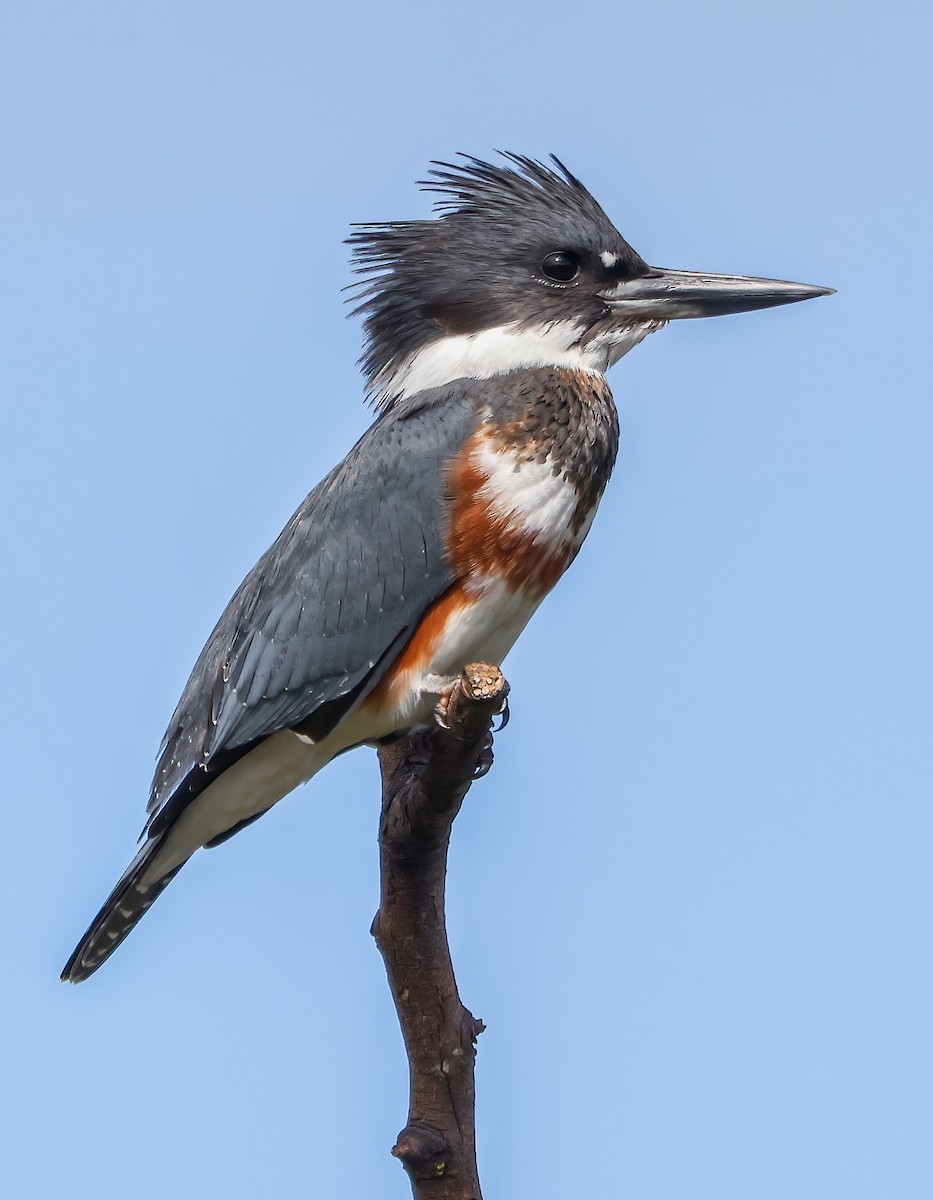 Belted Kingfisher - ML608830470