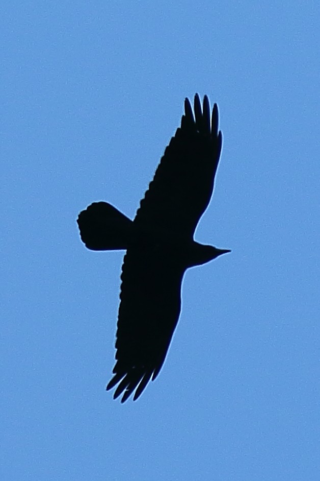 Common Raven - ML608830619