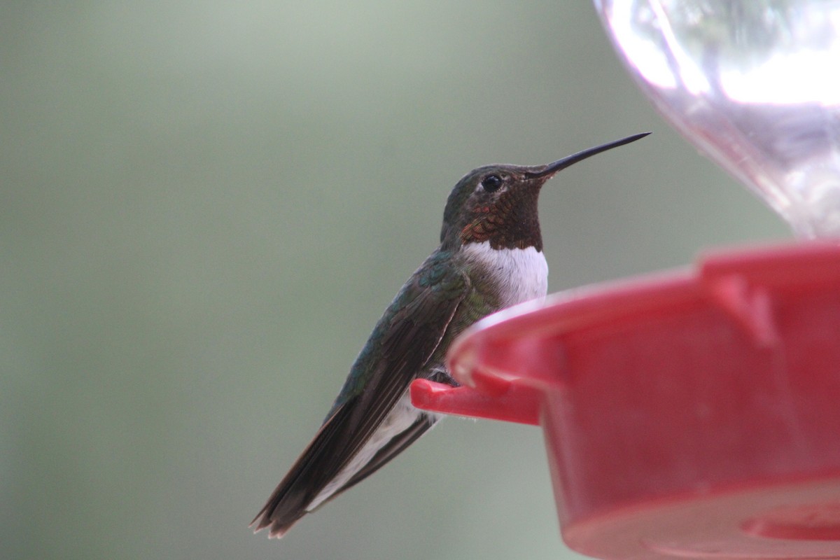 Broad-tailed Hummingbird - Steven Kurniawidjaja