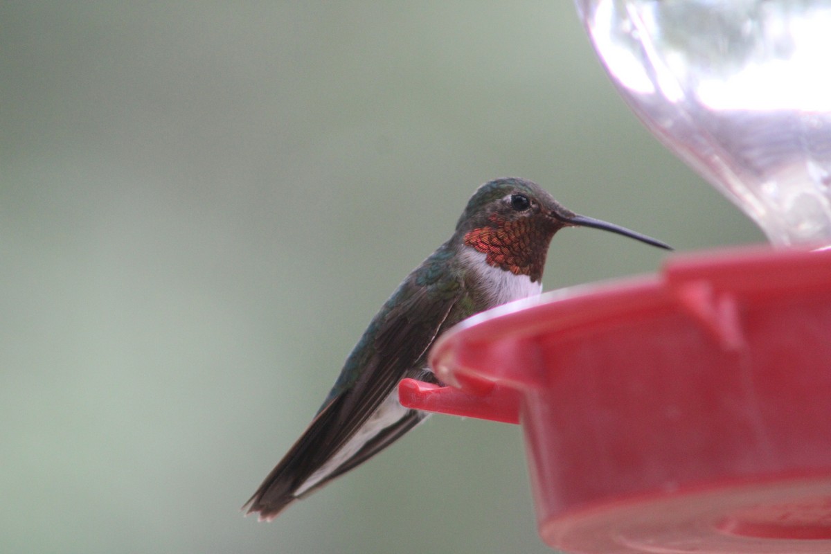Broad-tailed Hummingbird - ML608830909