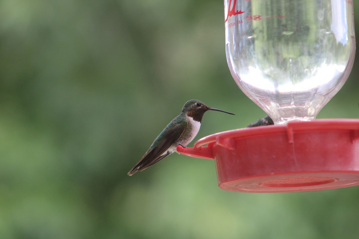 Broad-tailed Hummingbird - ML608830910