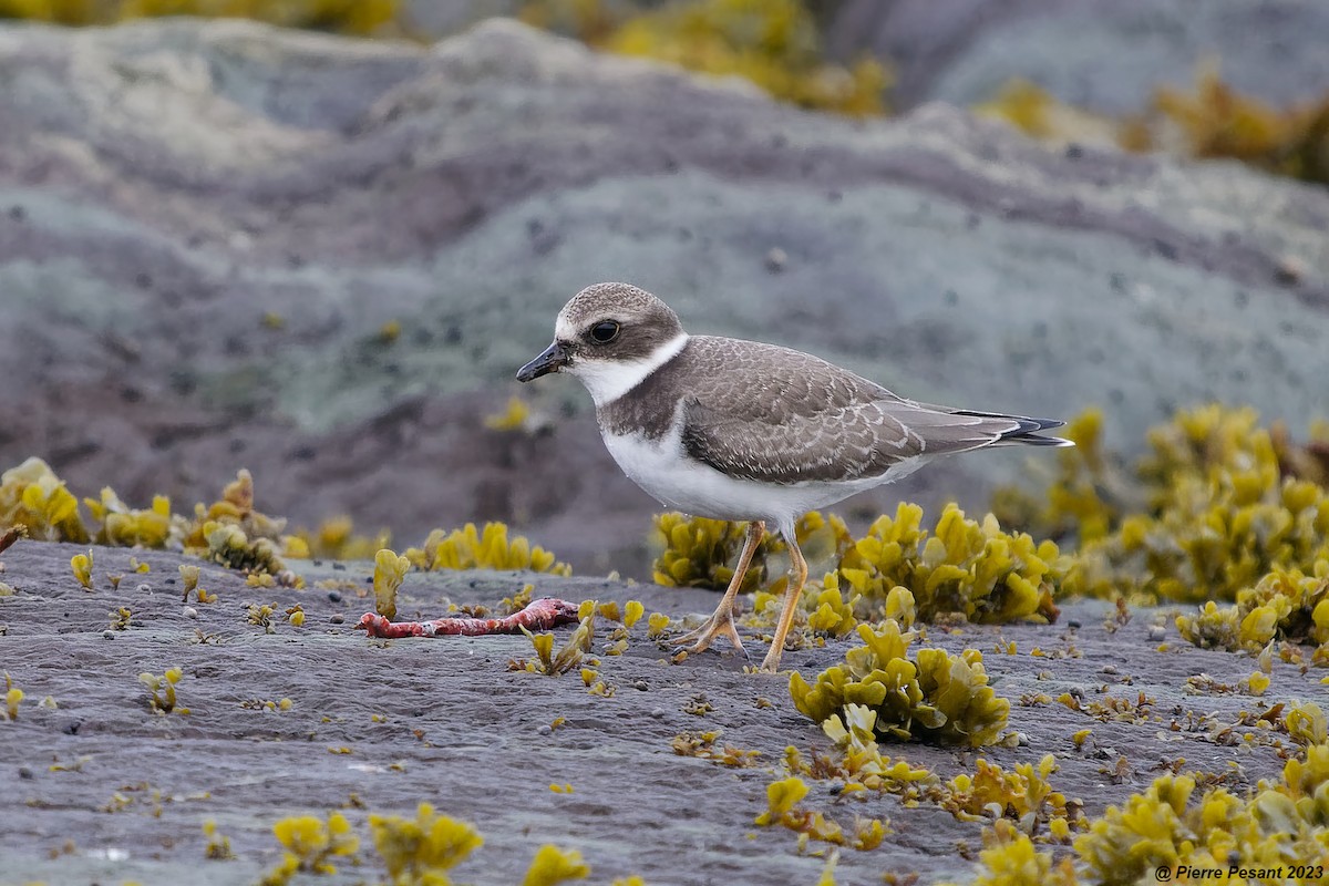 Semipalmated Plover - ML608830973