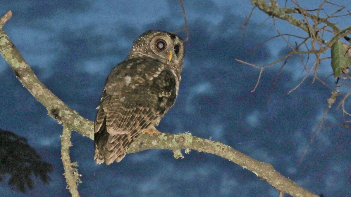 African Wood-Owl - ML608831033