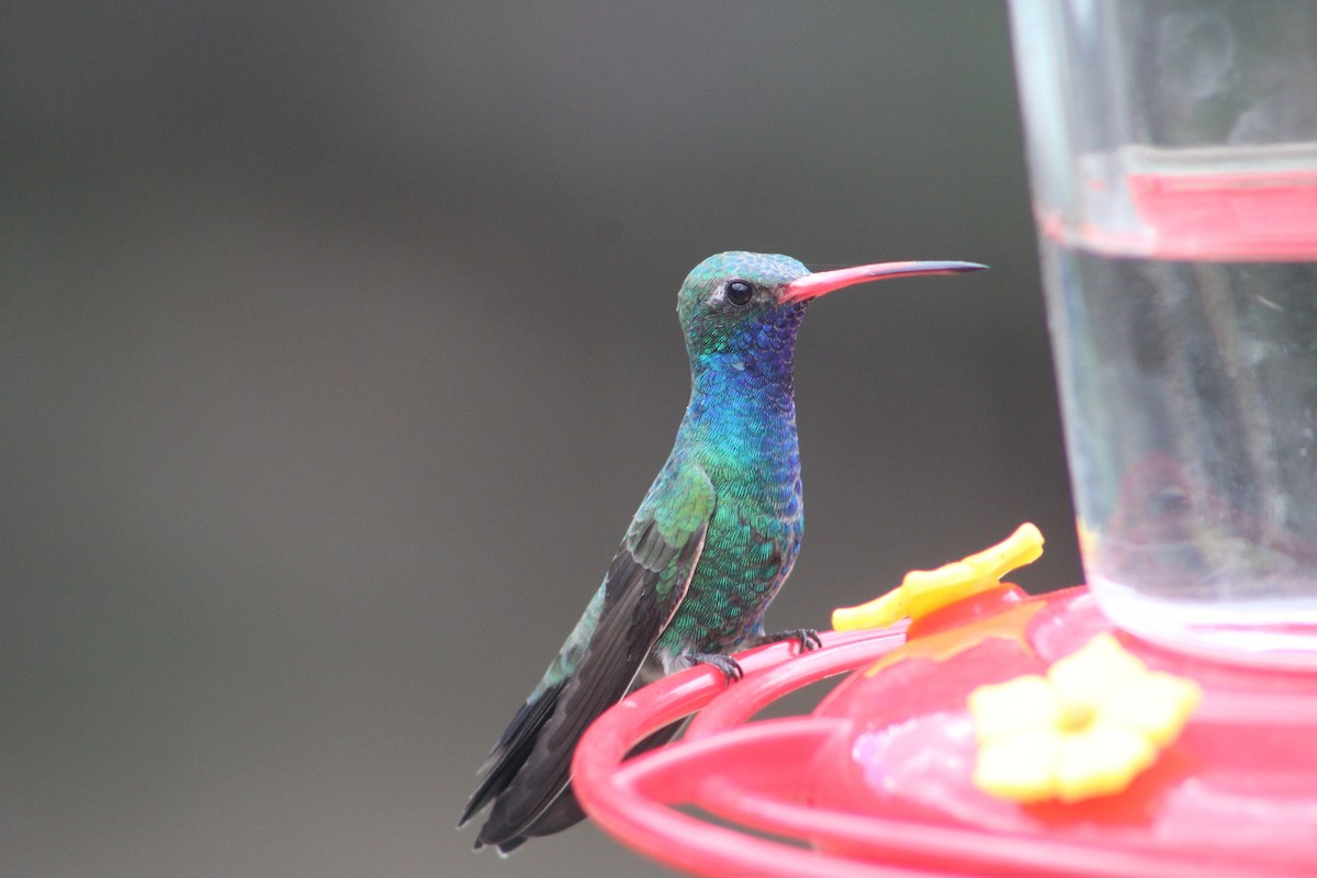 Broad-billed Hummingbird - ML608831168