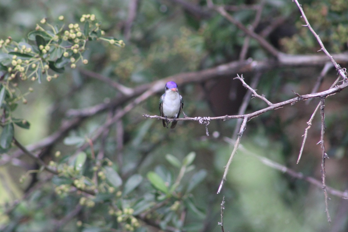 Violet-crowned Hummingbird - Steven Kurniawidjaja