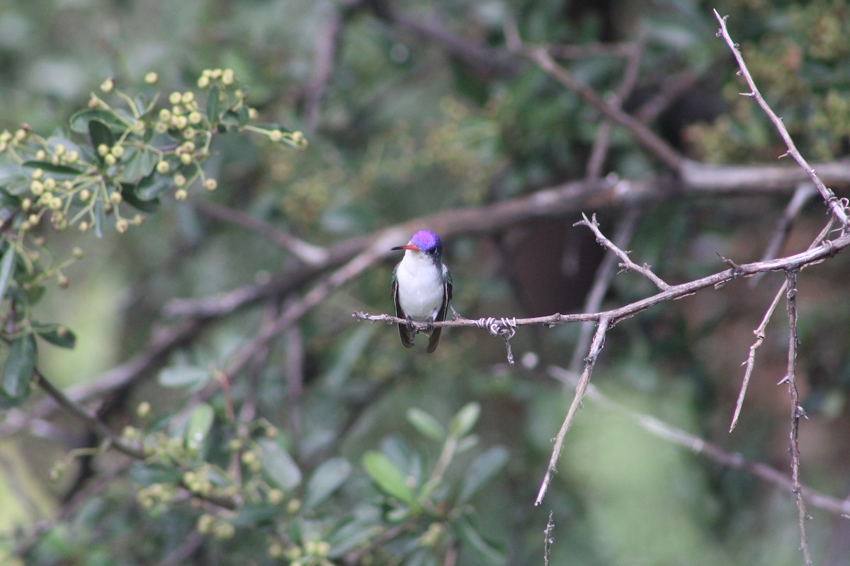 Violet-crowned Hummingbird - ML608831193