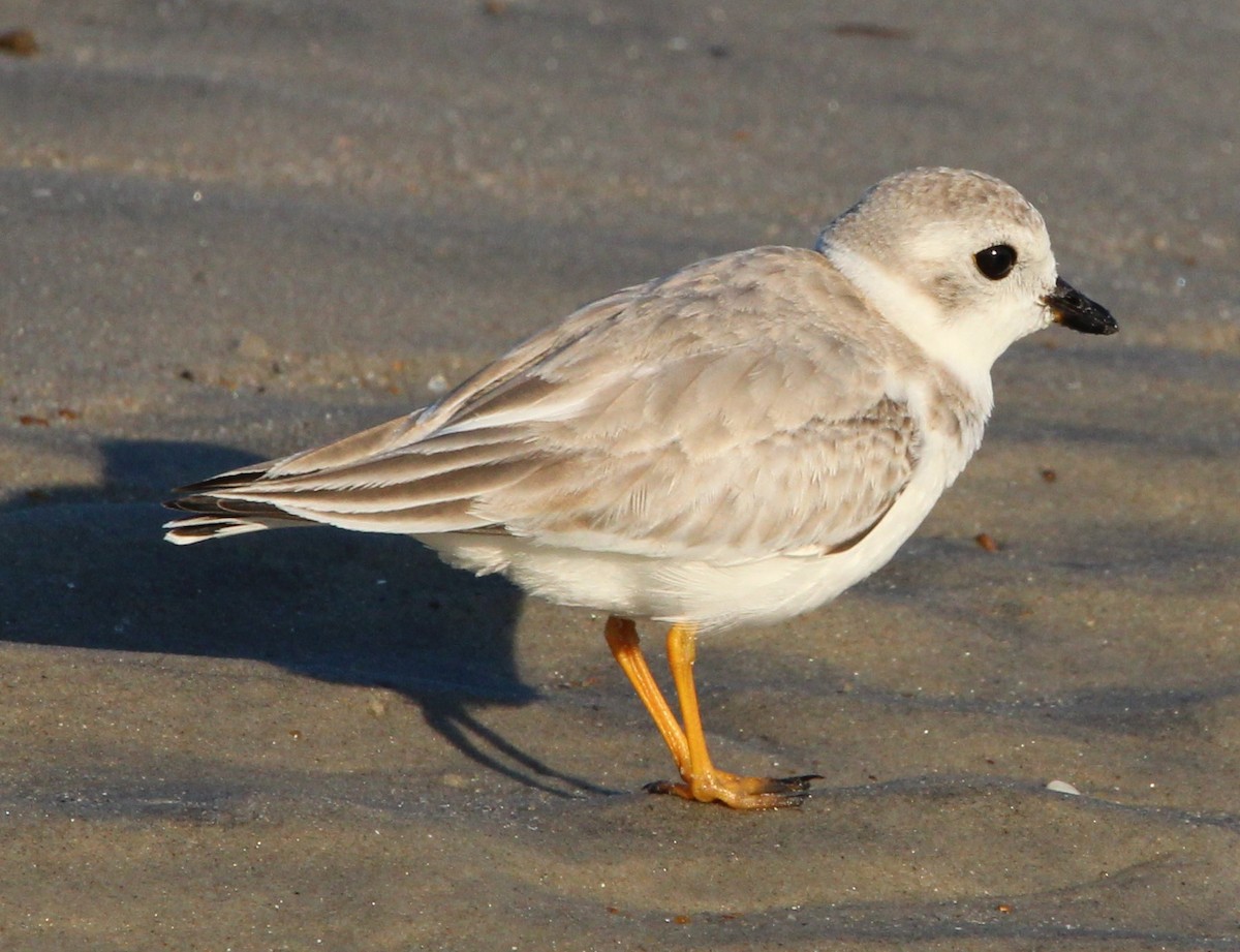 Piping Plover - ML608831325
