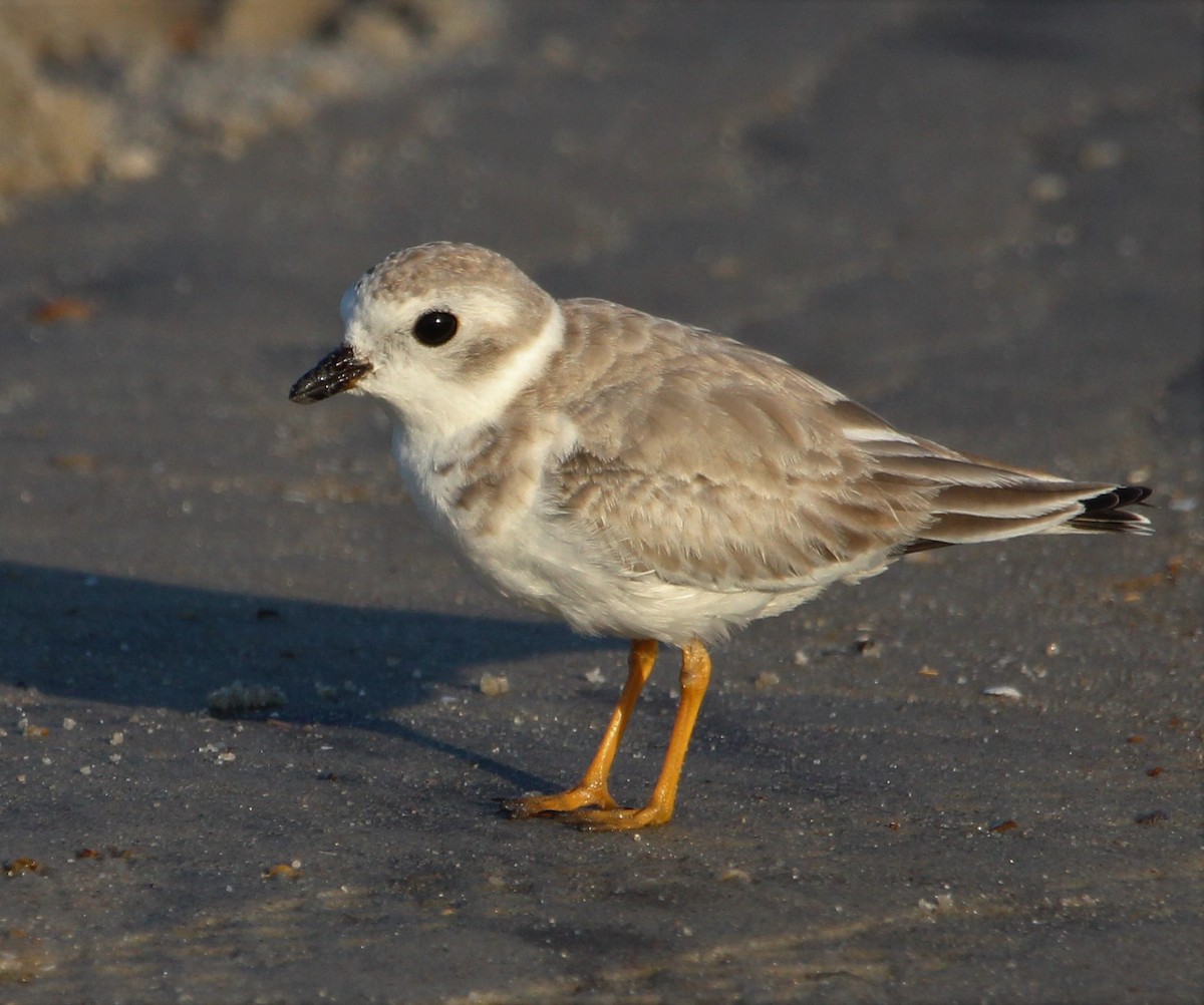 Piping Plover - ML608831330