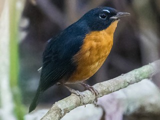  - Rusty-bellied Shortwing