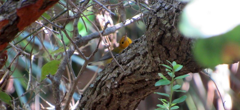 Prothonotary Warbler - ML608831575