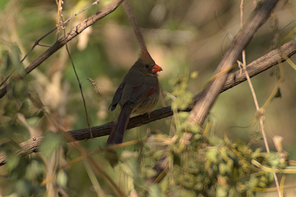 Northern Cardinal - Ashwani Sharma