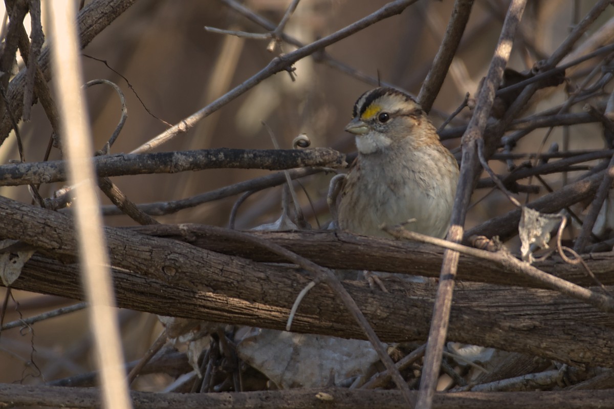 White-throated Sparrow - ML608831719