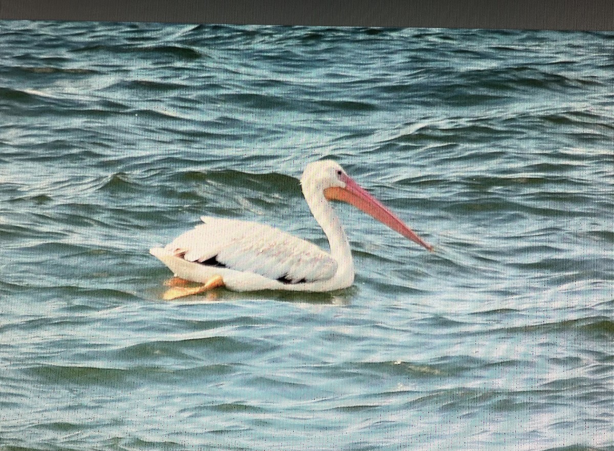 American White Pelican - Pierre Howard
