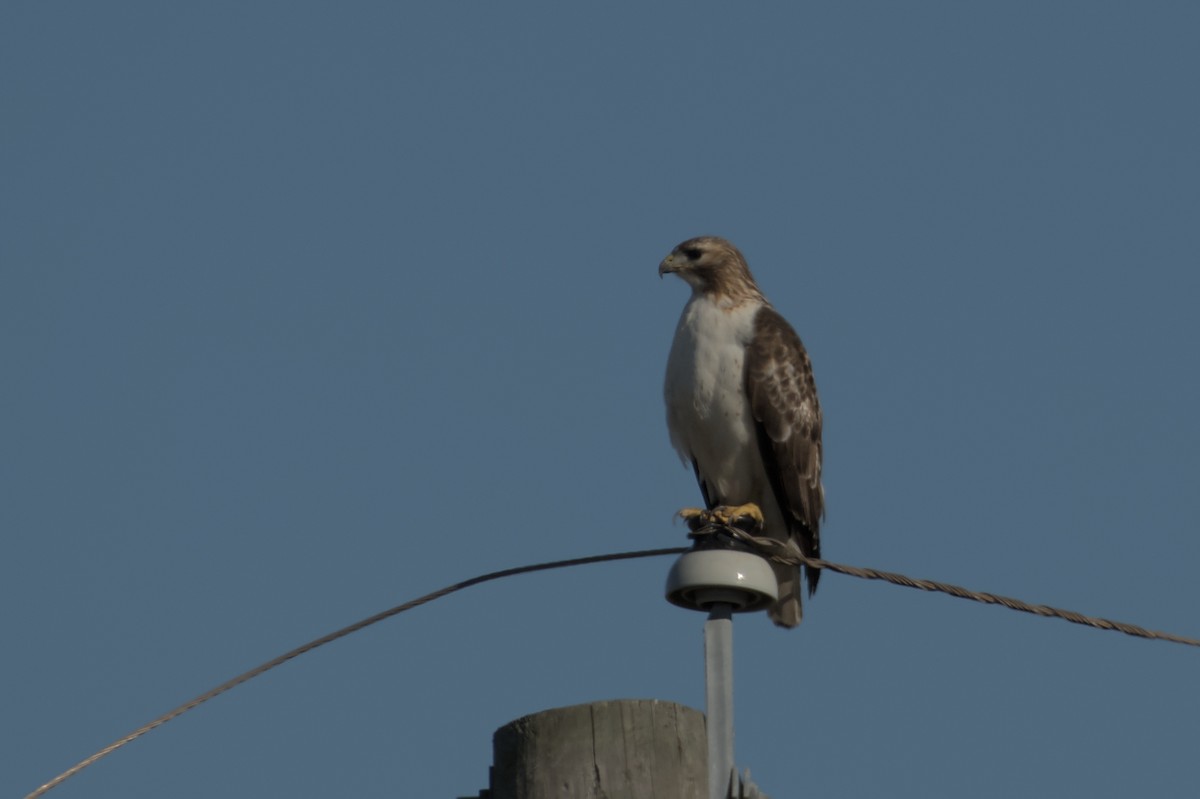 Red-tailed Hawk - ML608831766