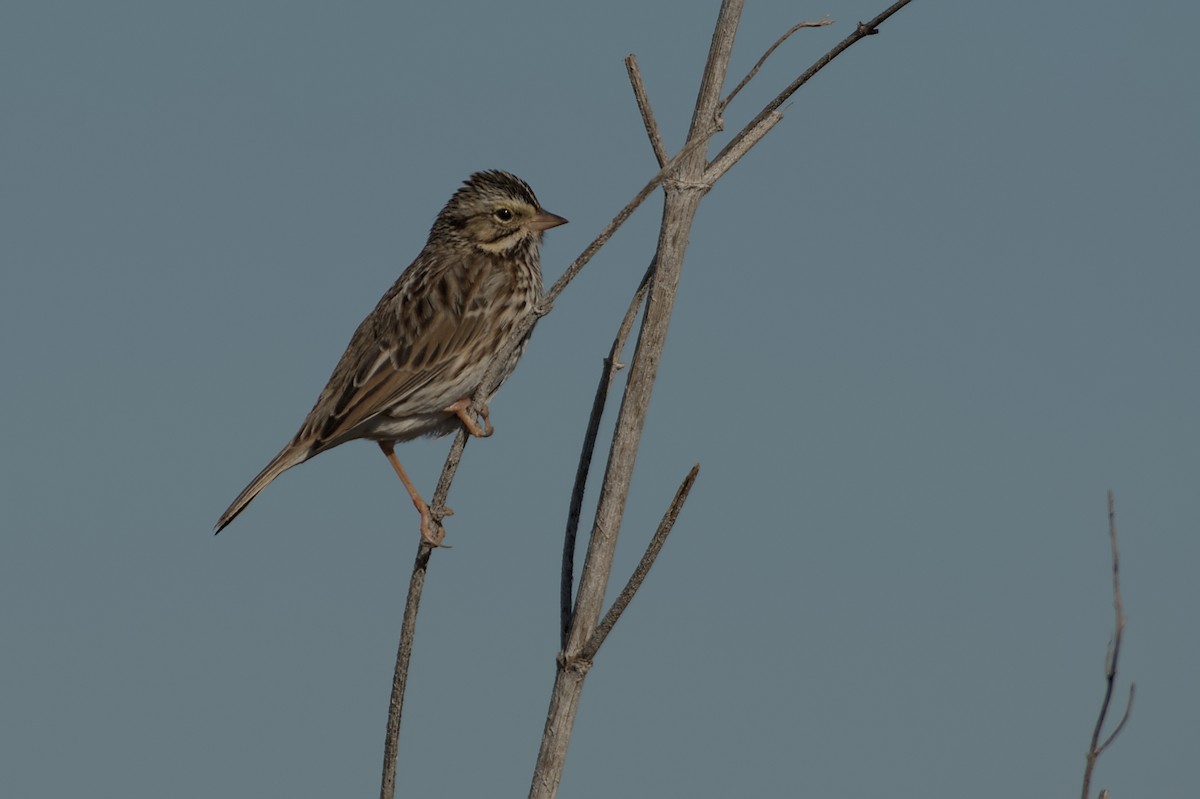 Savannah Sparrow - ML608831778